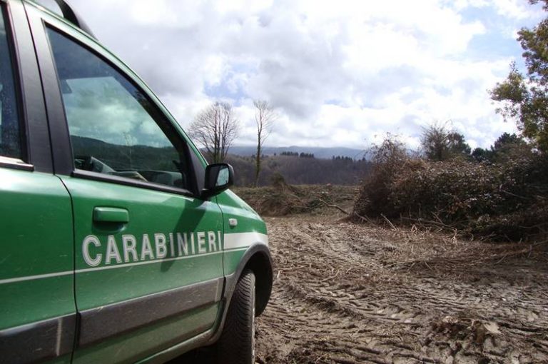 Taglio abusivo di alberi e realizzazione di una pista non autorizzata, quattro denunce nelle Serre vibonesi