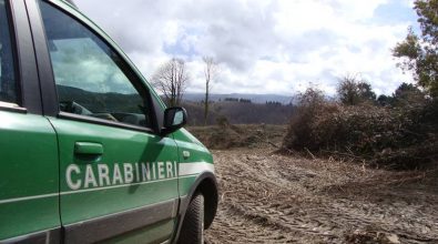 Pesca abusiva nel lago Angitola e taglio illegale di alberi a Vallelonga, 7 denunce