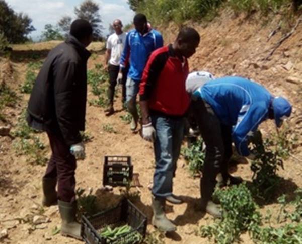 Vallelonga, l’azienda “La Cona” apre all’agricoltura sociale per i migranti