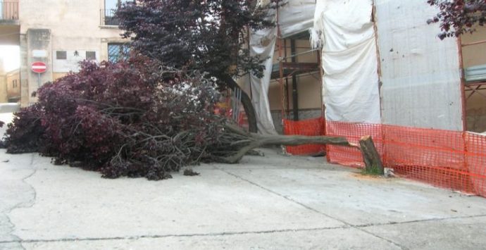 Nicotera: abbattono albero vicino alla cattedrale, due denunce