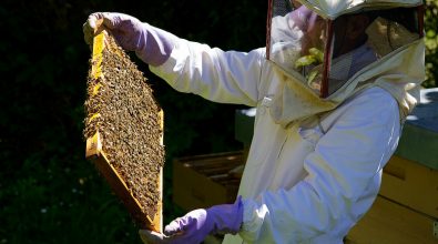 Sequestrate nel Vibonese 25 arnie di un allevamento apiario