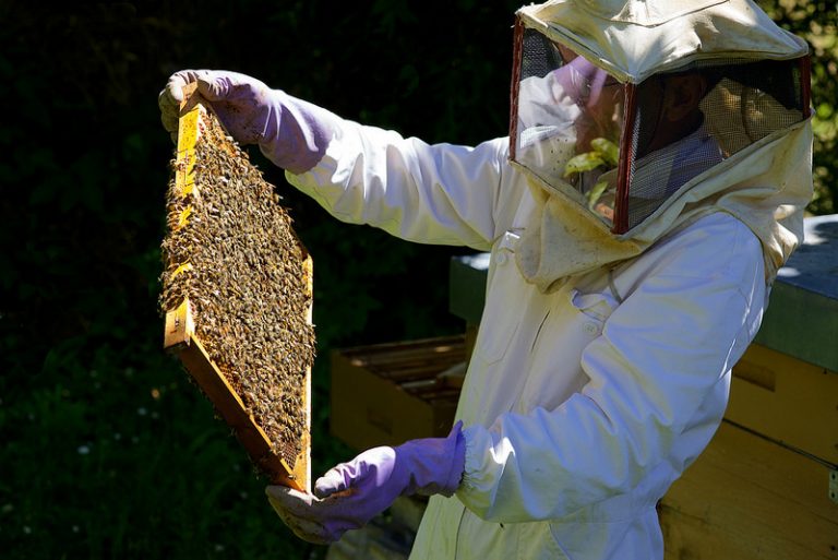 Sequestrate nel Vibonese 25 arnie di un allevamento apiario