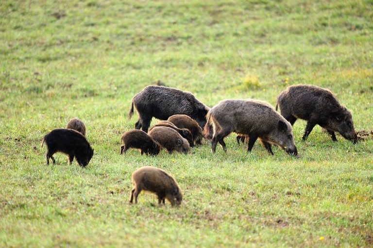 L’INTERVENTO | Cinghiali nel Vibonese, Paolillo (Wwf): «È bene fare chiarezza»