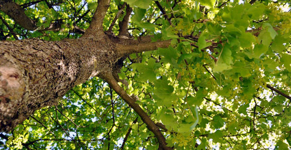 Cade da un albero e muore per le ferite riportate