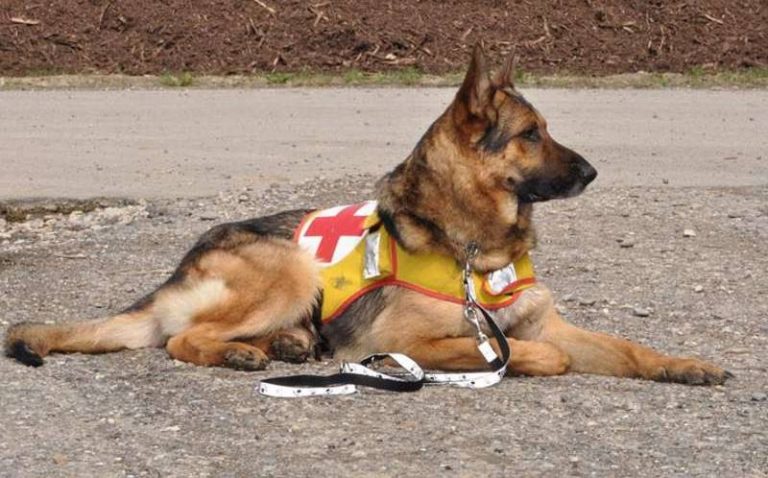 “I love my pet”, a Dasà una giornata dedicata ai cani da soccorso