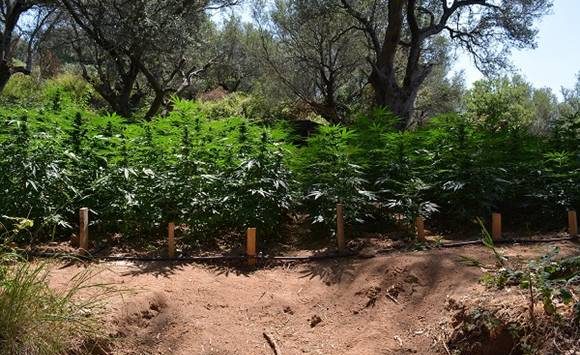 Diecimila piante di marijuana scoperte nel Vibonese: due arresti