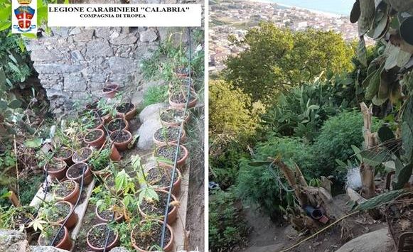 Nicotera: carabinieri trovano 11 chili di marijuana e 700 piante di canapa