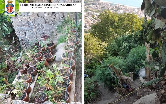 Nicotera: carabinieri trovano 11 chili di marijuana e 700 piante di canapa