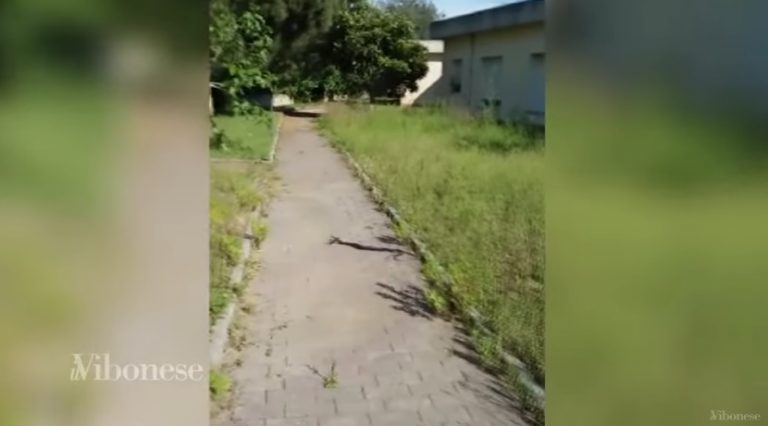 Vibo, “giungla urbana” a Moderata durant: i serpenti fanno capolino al Poliambulatorio (VIDEO)