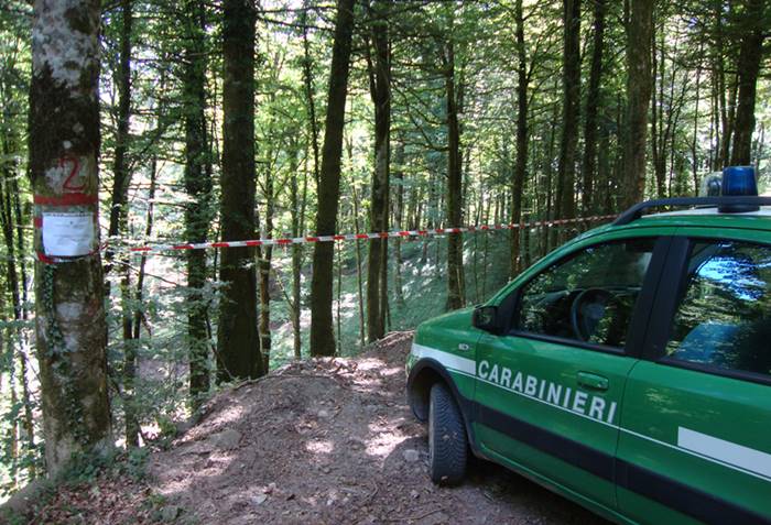Taglio abusivo e furto di legname, otto denunce nel Vibonese
