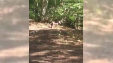Il lupo è di casa nel Vibonese, avvistati due cuccioli nei boschi di Brognaturo (VIDEO)