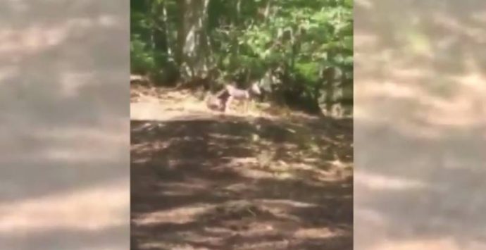 Il lupo è di casa nel Vibonese, avvistati due cuccioli nei boschi di Brognaturo (VIDEO)