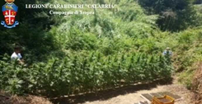 Nicotera, individuate e distrutte 300 piantine di marijuana