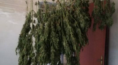 San Nicola da Crissa, ritrovate 48 piante di marijuana in un casolare