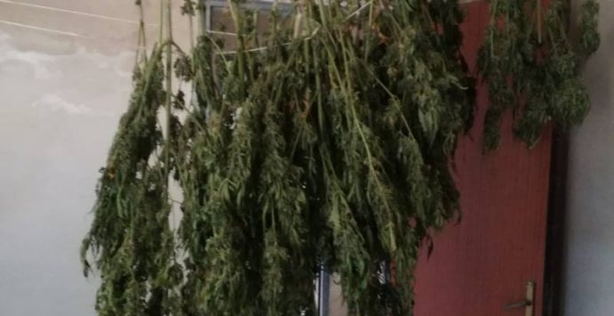 San Nicola da Crissa, ritrovate 48 piante di marijuana in un casolare