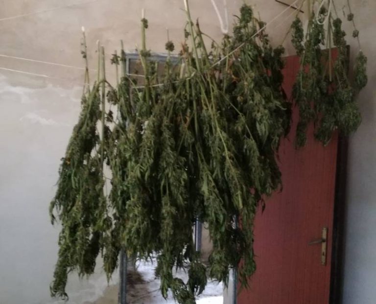 San Nicola da Crissa, ritrovate 48 piante di marijuana in un casolare