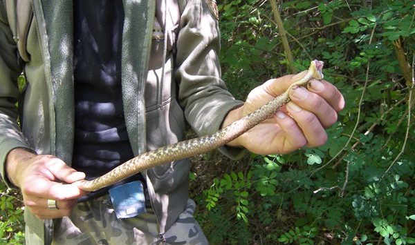 Pulisce il giardino, viene attaccato da una vipera e finisce in ospedale