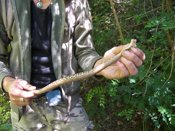 Pulisce il giardino, viene attaccato da una vipera e finisce in ospedale