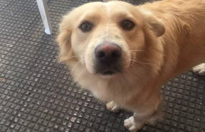 Cane ucciso a Zungri, la comunità condanna il gesto