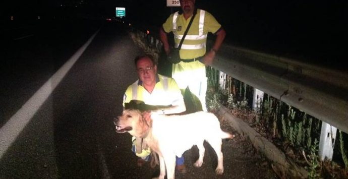 Onofrio, il labrador salvato sulla Salerno-Reggio dai cantonieri