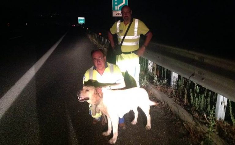 Onofrio, il labrador salvato sulla Salerno-Reggio dai cantonieri