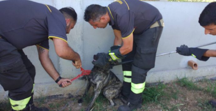 Cappio e filo di ferro per un cane nel Vibonese, libero grazie ai vigili del fuoco