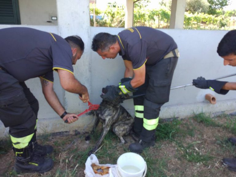 Cappio e filo di ferro per un cane nel Vibonese, libero grazie ai vigili del fuoco