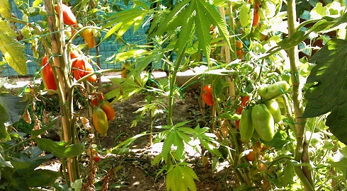 Piante di marijuana fra i pomodori, un arresto a Tropea