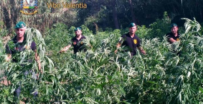 Sequestrati dalla Gdf quattro quintali di marijuana: due arresti nel Vibonese