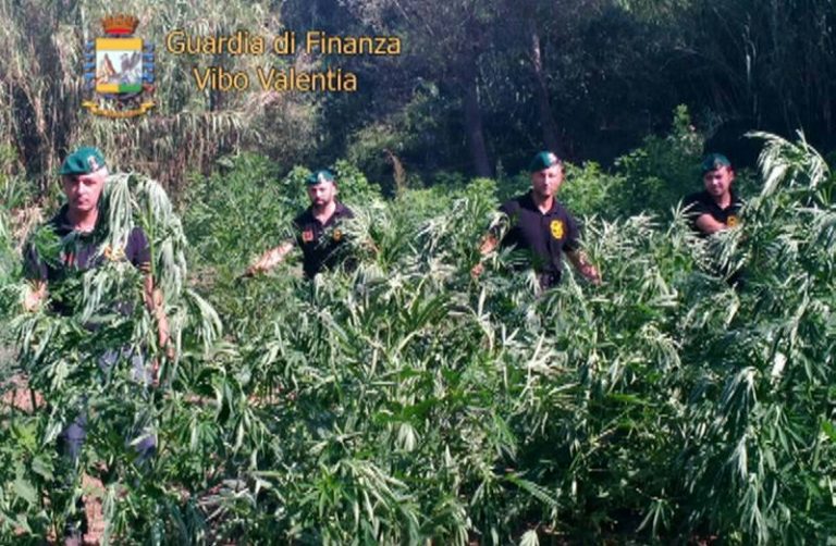 Sequestrati dalla Gdf quattro quintali di marijuana: due arresti nel Vibonese