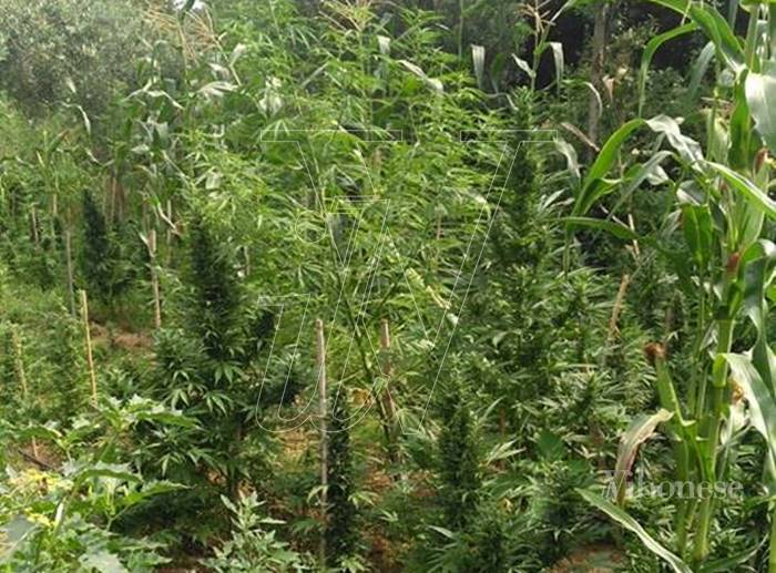Droga: 2.500 piante di cannabis trovate a Monsoreto di Dinami dai carabinieri (VIDEO)