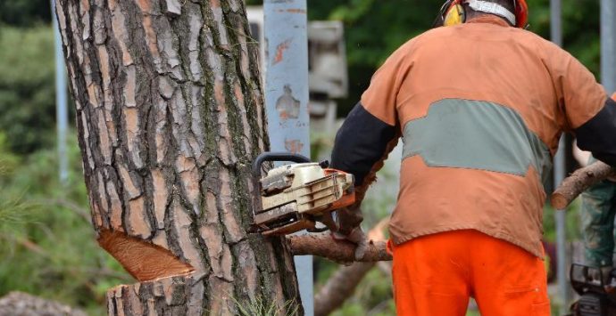 Alberi abbattuti a Pizzo Calabro, la denuncia del M5S