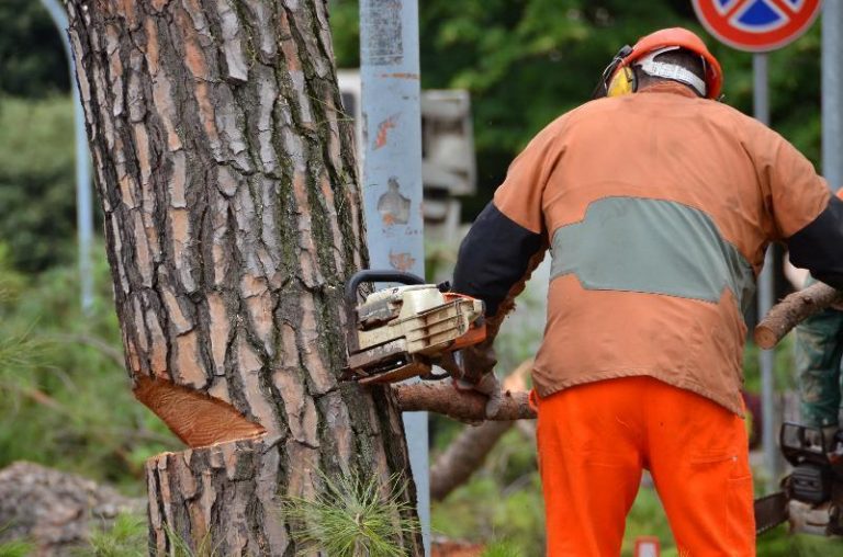 Alberi abbattuti a Pizzo Calabro, la denuncia del M5S