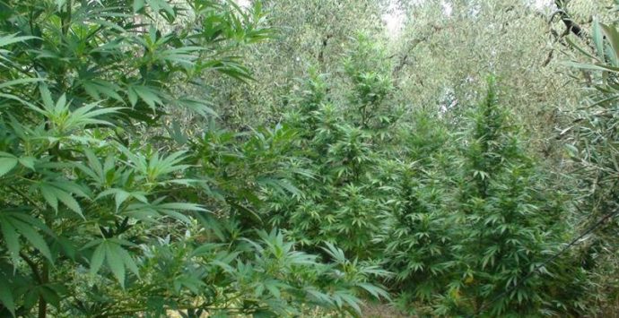 Marijuana: piantagione di 280 piante ritrovata a Nicotera
