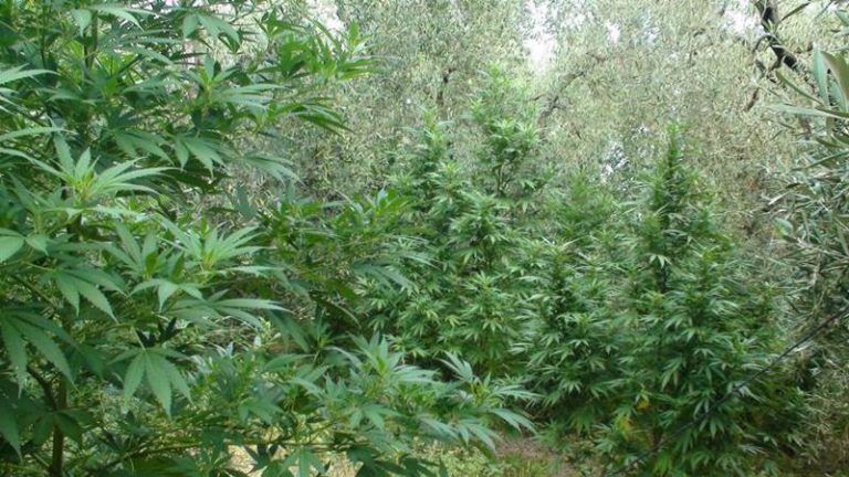 Maxi-piantagione di 10mila piante di marijuana scoperta a Nicotera, un arresto