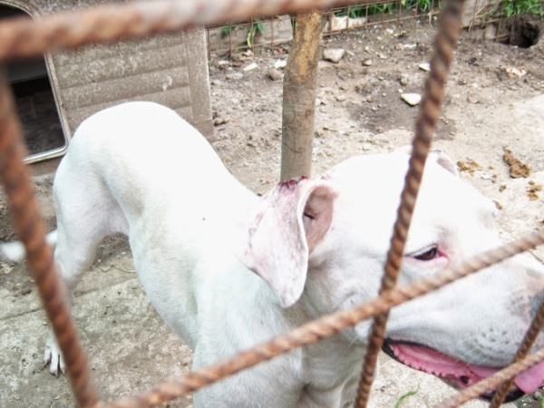 Cane denutrito e maltrattato a Vibo, denunciata proprietaria