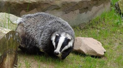 Tasso ferito e curato dal Wwf viene liberato nel Parco delle Serre