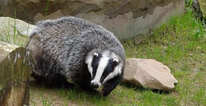 Tasso ferito e curato dal Wwf viene liberato nel Parco delle Serre