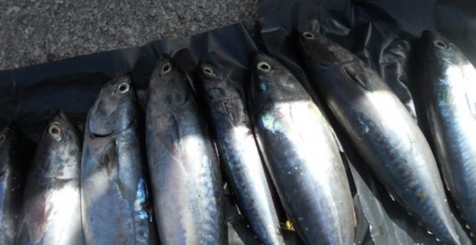 Pesca illegale del tonno rosso, sequestri e sanzioni nel Vibonese