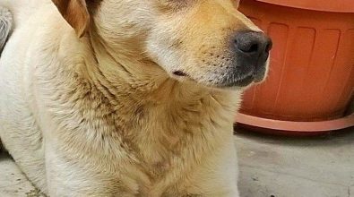 La tragica fine del cane Birillo, ucciso a colpi d’arma da fuoco a San Costantino Calabro