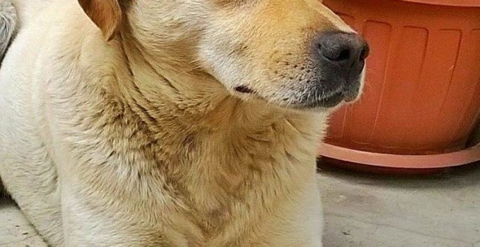 La tragica fine del cane Birillo, ucciso a colpi d’arma da fuoco a San Costantino Calabro