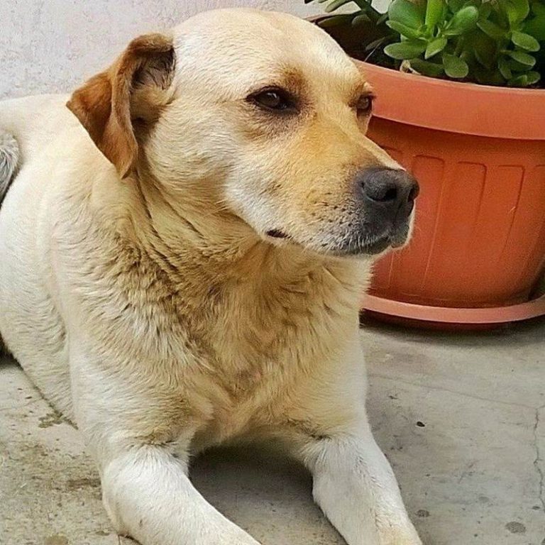 La tragica fine del cane Birillo, ucciso a colpi d’arma da fuoco a San Costantino Calabro