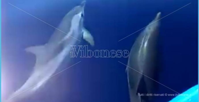 Briatico, la danza dei delfini al largo della costa (VIDEO)