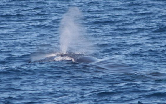 I grandi cetacei tornano nelle acque vibonesi, balenottera filmata al largo di Zambrone (VIDEO)