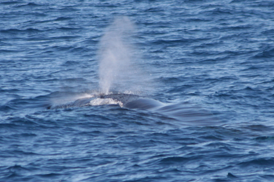 I grandi cetacei tornano nelle acque vibonesi, balenottera filmata al largo di Zambrone (VIDEO)