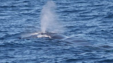 Balenottera avvistata nel mare di Pizzo, le raccomandazioni del Wwf