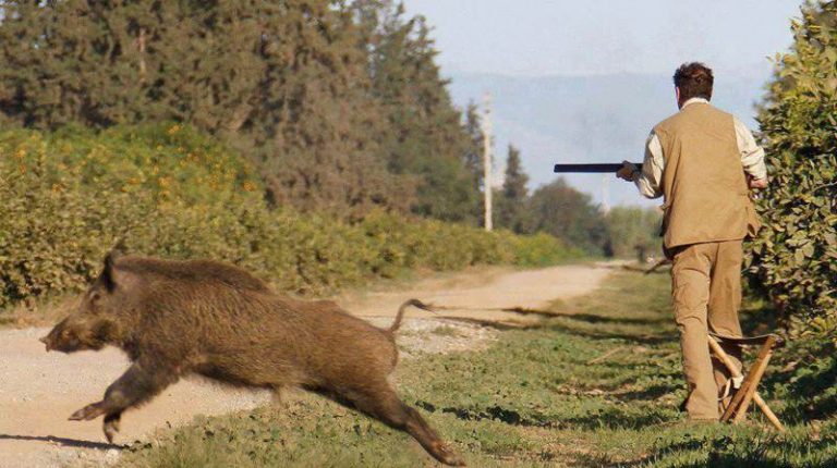 Caccia al cinghiale, il Wwf mette in guardia dalla deriva filovenatoria della Regione