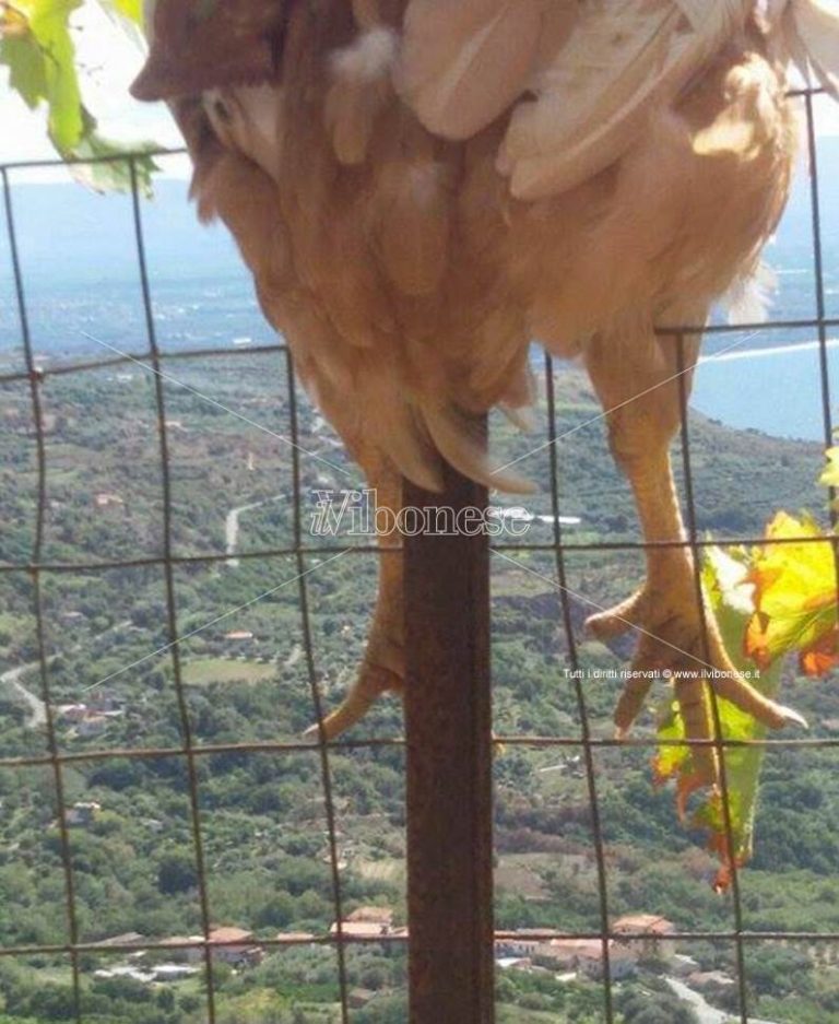 Intimidazioni a raffica a Caroniti: auto, case ed animali dati alle fiamme