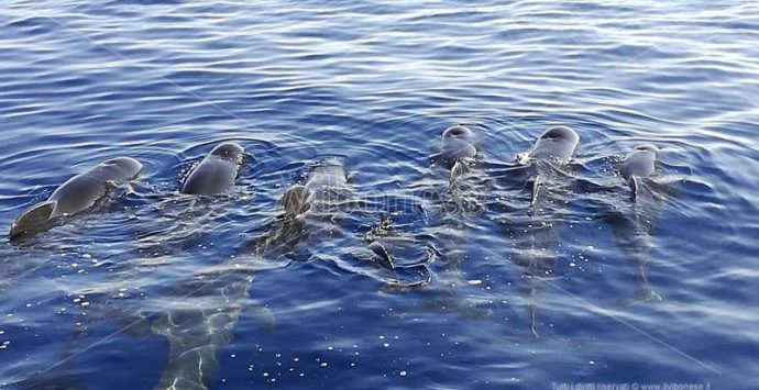 Straordinario passaggio di cetacei davanti alle coste vibonesi (VIDEO)