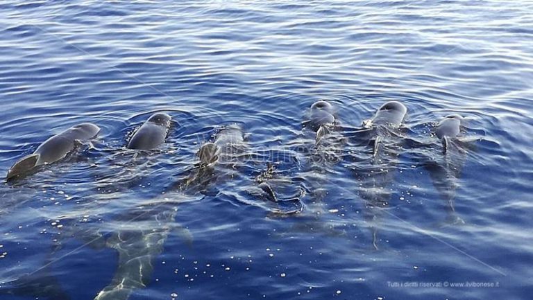 Straordinario passaggio di cetacei davanti alle coste vibonesi (VIDEO)